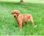 Small #4 Labrador Retriever