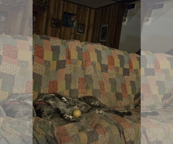 Medium Photo #3 Mutt Puppy For Sale in Garden City, NY, USA