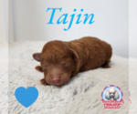 Puppy Tajin Poodle (Toy)
