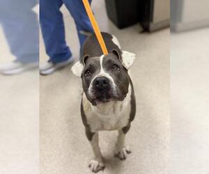 Mutt Dogs for adoption in Riverside, CA, USA