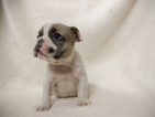 Small Photo #2 French Bulldog Puppy For Sale in BELLEAIR, FL, USA