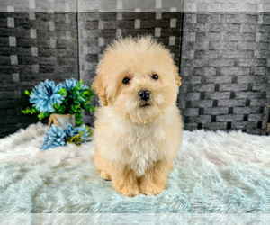 Poochon Litter for sale in CAPAC, MI, USA