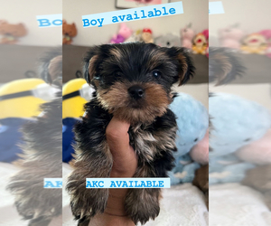 Yorkshire Terrier Puppy for sale in SAN BERNARDINO, CA, USA