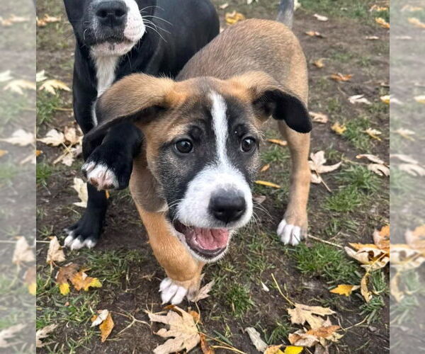 Medium Photo #8 Mutt Puppy For Sale in Muskegon, MI, USA