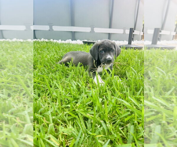 Medium Photo #3 Mutt Puppy For Sale in Oak Bluffs, MA, USA