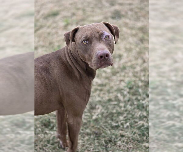 Medium Photo #1 Mutt Puppy For Sale in Temple, TX, USA