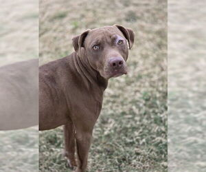 Mutt Dogs for adoption in Temple, TX, USA