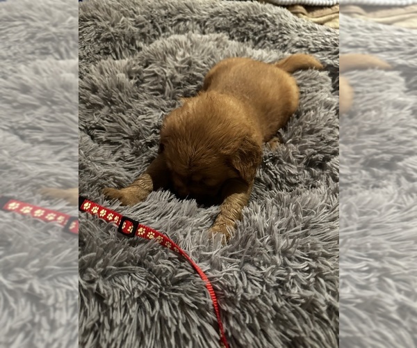 Medium Photo #5 Golden Retriever Puppy For Sale in ELIZABETH CITY, NC, USA