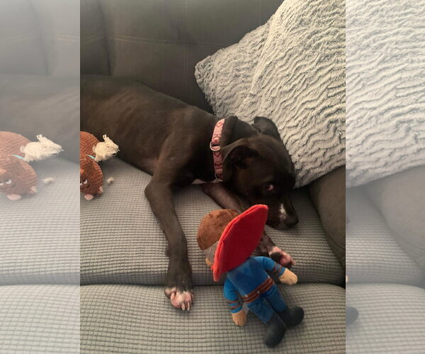 Medium Photo #37 American Pit Bull Terrier-Unknown Mix Puppy For Sale in Germantown, OH, USA