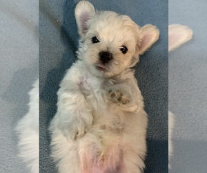 Maltipoo Puppy for sale in HON, HI, USA