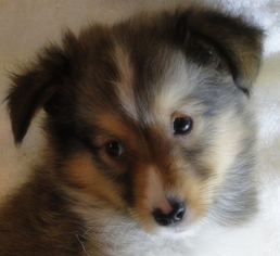 Shetland Sheepdog Puppy for sale in STATHAM, GA, USA