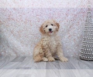 Aussie-Poo Puppy for sale in MARIETTA, GA, USA