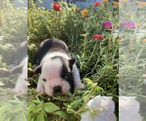 Boston Terrier Puppy for sale in FREDONIA, KS, USA