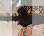 Small #2 Poodle (Standard)