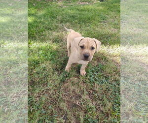 Labrador Retriever-Unknown Mix Dogs for adoption in The Woodlands, TX, USA