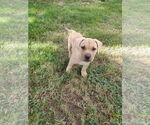 Small Labrador Retriever Mix