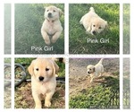 Puppy Pink Girl Golden Retriever