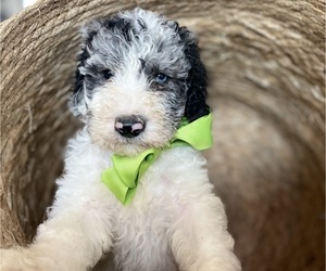 Aussiedoodle Puppy for Sale in FLORENCE, Alabama USA