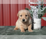 Puppy Beau Golden Retriever