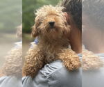 Small #8 Poodle (Miniature) Mix