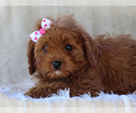 Small #2 Cavapoo-Poodle (Miniature) Mix