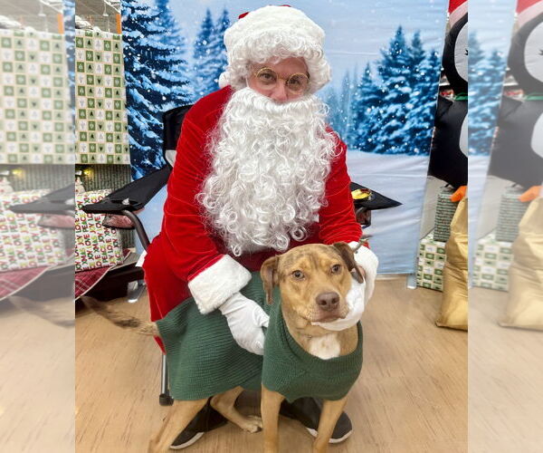 Medium Photo #10 Beagle-Unknown Mix Puppy For Sale in GILBERTS, IL, USA