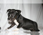Small #12 American Staffordshire Terrier Mix