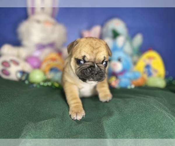 Medium Photo #12 Faux Frenchbo Bulldog Puppy For Sale in HOODSPORT, WA, USA