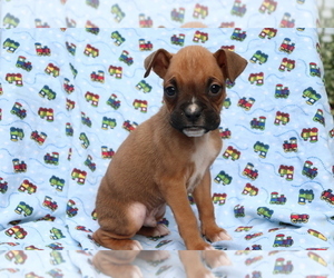 Boxer Puppy for sale in SHILOH, OH, USA