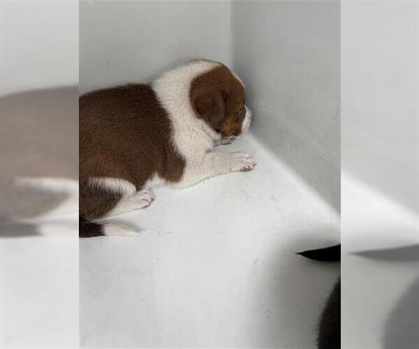 Medium Photo #1 German Shepherd Dog-Unknown Mix Puppy For Sale in Houston, TX, USA