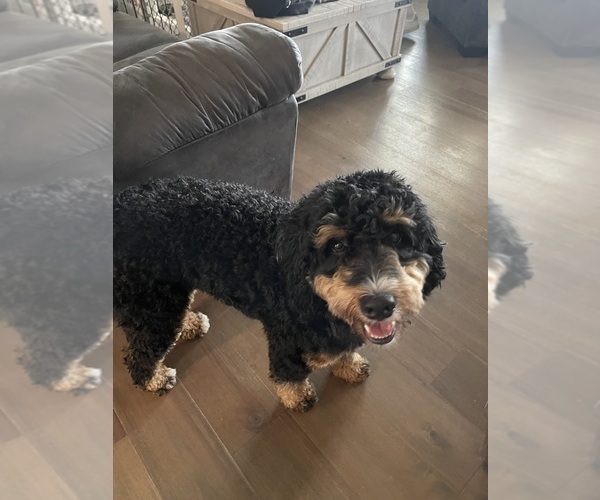 Medium Photo #1 Miniature Bernedoodle Puppy For Sale in BLOOMINGTON, IL, USA