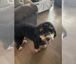 Small Photo #1 Miniature Bernedoodle Puppy For Sale in BLOOMINGTON, IL, USA