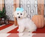 Small Photo #1 Maltese Puppy For Sale in NAPLES, FL, USA
