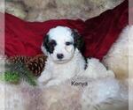 Small Photo #1 Cavapoo Puppy For Sale in GREENBANK, PA, USA