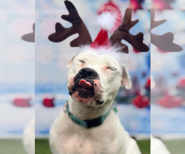 Medium Photo #3 Mutt Puppy For Sale in Pompano Beach , FL, USA