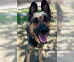 Small #1 German Shepherd Dog Mix