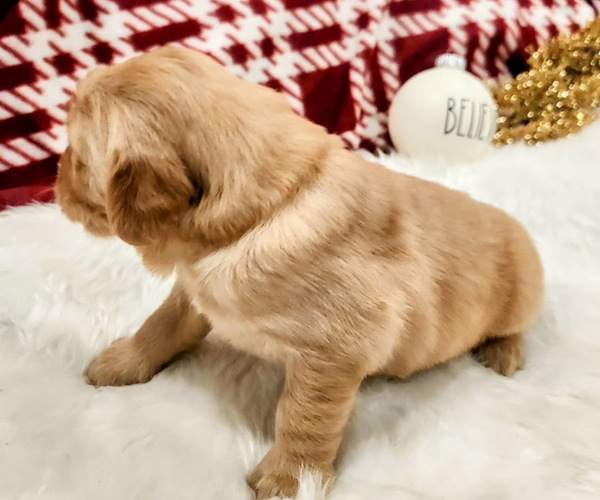 Medium Photo #3 Golden Retriever Puppy For Sale in ELMER, NJ, USA