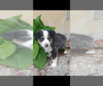Small Photo #11 Miniature Australian Shepherd Puppy For Sale in LEBANON, MO, USA