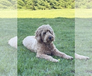 Mother of the Goldendoodle mix (+ Poodle Standard) puppies born on 03/30/2026