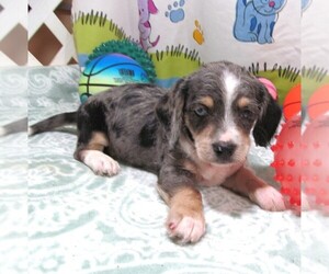 Chiweenie-Poodle (Toy) Mix Puppy for Sale in RATTAN, Oklahoma USA