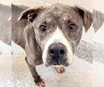 Small #1 Staffordshire Bull Terrier