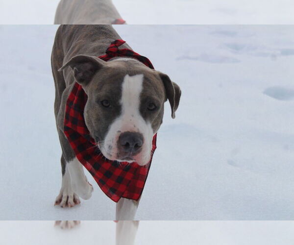 Medium Photo #1 Mutt Puppy For Sale in Chestertown, MD, USA