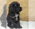Small Photo #1 Portuguese Water Dog Puppy For Sale in HAVERTOWN, PA, USA