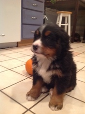 Bernese Mountain Dog Puppy for sale in S WALES, NY, USA
