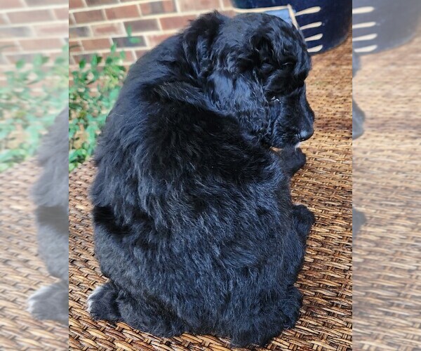 Medium Photo #9 Aussiedoodle Puppy For Sale in COLUMBIA, TN, USA
