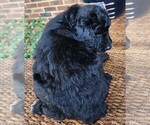 Small #8 Aussiedoodle