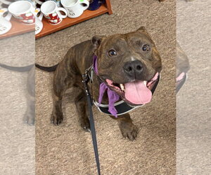 American Pit Bull Terrier-Bulldog Mix Dogs for adoption in Parker Ford, PA, USA