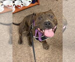 Small American Pit Bull Terrier-Bulldog Mix