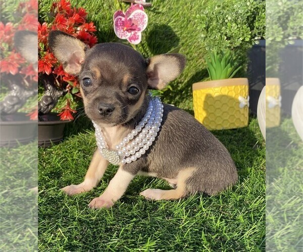 Medium Photo #14 Chihuahua Puppy For Sale in DACULA, GA, USA