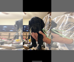 Puppy Black female 1 Goldendoodle
